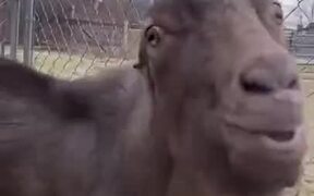 Goat Flops Around It's Tongue - Animals - VIDEOTIME.COM
