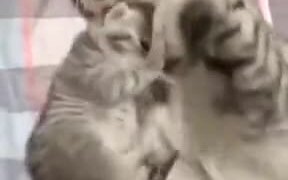 Cutest Mother-Child Duo On The Internet - Animals - VIDEOTIME.COM