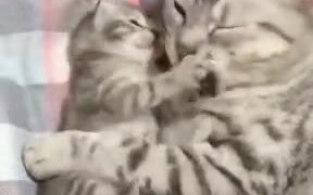 Cutest Mother-Child Duo On The Internet - Animals - VIDEOTIME.COM