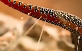 Is This An Alien Gecko? - Animals - VIDEOTIME.COM