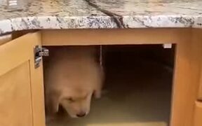 A Puppy Trapping Kitchen Drawer - Animals - VIDEOTIME.COM