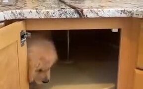 A Puppy Trapping Kitchen Drawer - Animals - VIDEOTIME.COM