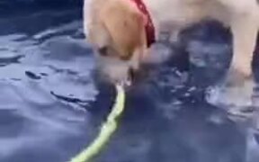 Silly Dog Goofing Around In The Pool