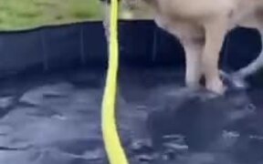 Silly Dog Goofing Around In The Pool - Animals - VIDEOTIME.COM
