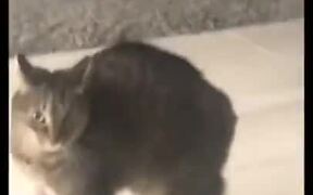 Cat With The Weirdest Look - Animals - VIDEOTIME.COM