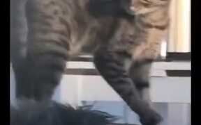 Cat With The Weirdest Look - Animals - VIDEOTIME.COM