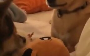 Jealous Dog Showing Teeth To Sister - Animals - VIDEOTIME.COM