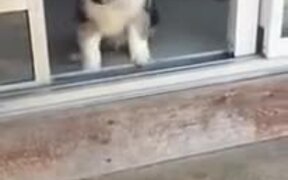 Teaching The Puppy To Go Down Stairs