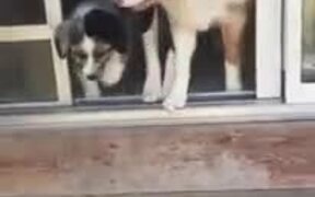 Teaching The Puppy To Go Down Stairs - Animals - VIDEOTIME.COM