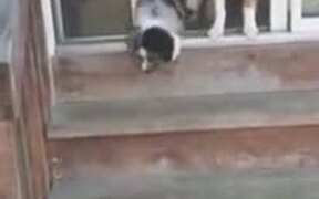 Teaching The Puppy To Go Down Stairs