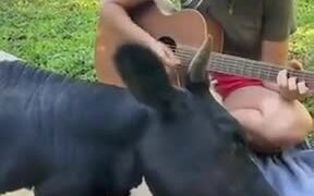 Cows Absolutely Love Listening To Music - Fun - VIDEOTIME.COM