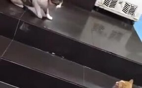 Dog Drags Away Cat From A Fight