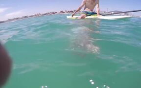 Squid Attack! - Animals - VIDEOTIME.COM