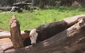 A Cow Inside A Tree Trunk