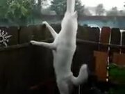 A Rain Loving White Dog