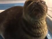 Is That A Real Sea Lion?