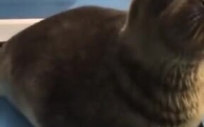 Is That A Real Sea Lion? - Animals - VIDEOTIME.COM