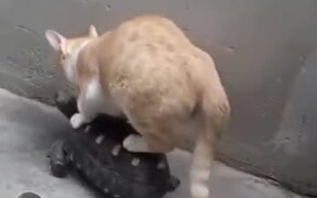 A Cat Traveling On A Tortoise - Animals - VIDEOTIME.COM