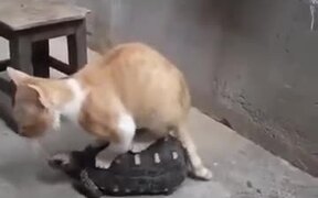 A Cat Traveling On A Tortoise - Animals - VIDEOTIME.COM