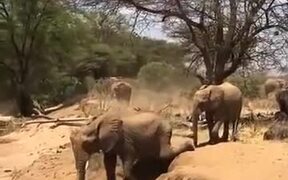 Baby Elephant Learning To Cross River Bank - Animals - VIDEOTIME.COM