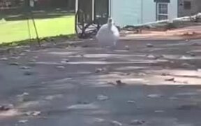 Fat Duck Running Towards A Car