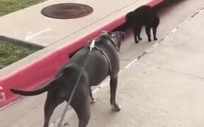 Greyhound Unable To Beat A Cat