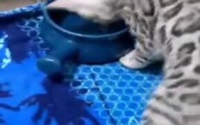 Cat Yelling At Water