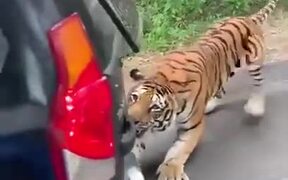 Tiger Pulling A Vehicle With Tourists - Animals - VIDEOTIME.COM