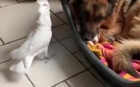 Cockatoo Barking On The Dog