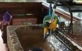 Intelligent Domestic Parrot - Animals - VIDEOTIME.COM