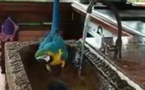 Intelligent Domestic Parrot