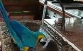 Intelligent Domestic Parrot