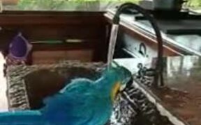 Intelligent Domestic Parrot - Animals - VIDEOTIME.COM