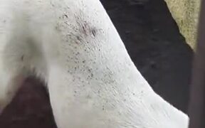 Dog Loves Construction Sight Fresh Soil - Animals - VIDEOTIME.COM