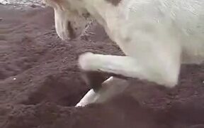 Dog Loves Construction Sight Fresh Soil