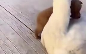 Puppy Loves Duck - Animals - VIDEOTIME.COM