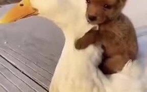 Puppy Loves Duck - Animals - VIDEOTIME.COM