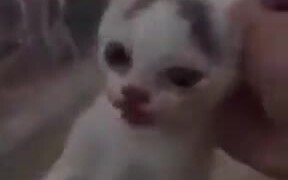 A Watermelon Loving Cat - Animals - VIDEOTIME.COM