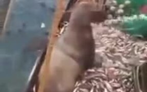 Sealion Caught In A Fishing Net - Animals - VIDEOTIME.COM