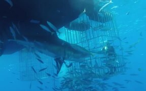 Great White Shark Swims Into Cage