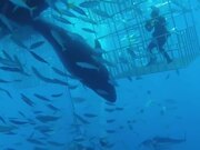 Great White Shark Swims Into Cage