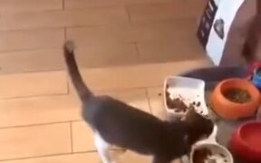 When The Cat Is Too Happy To Touch The Food - Animals - VIDEOTIME.COM