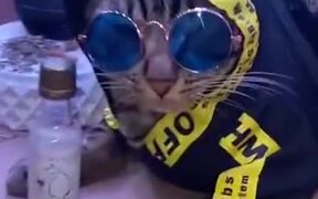 Hip Hop Cats With Disco Box - Animals - VIDEOTIME.COM
