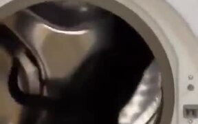 Cat Using A Washing Machine As A Running Wheel