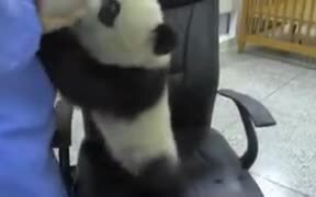 Panda Babies Require A Lot Of Love