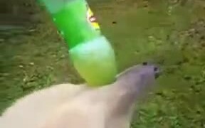 Bear Loves Soft Soda Drink - Animals - VIDEOTIME.COM