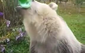Bear Loves Soft Soda Drink