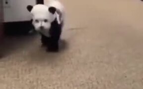 Who Wants To See A Panda Dog? - Animals - VIDEOTIME.COM