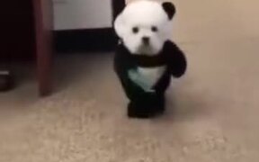 Who Wants To See A Panda Dog? - Animals - VIDEOTIME.COM