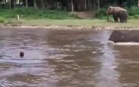 Baby Elephant Trying To Save Drowning Human - Animals - VIDEOTIME.COM